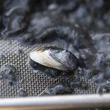 La moule quagga, espèce invasive, est déjà présente dans de nombreux lacs suisses (archives). KEYSTONE/GAETAN BALLY